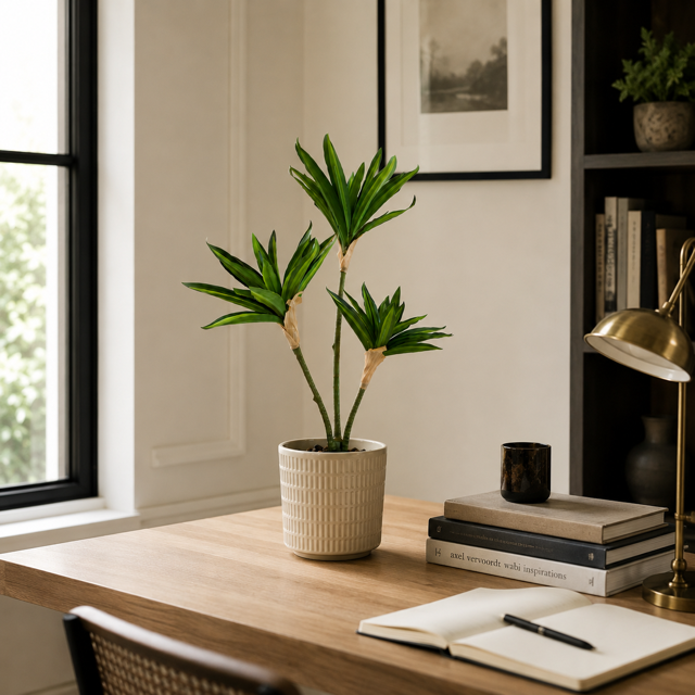Dracaena Trio — 50 cm