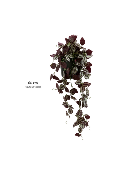 Tradescantia Zebrina Retombante — 60cm