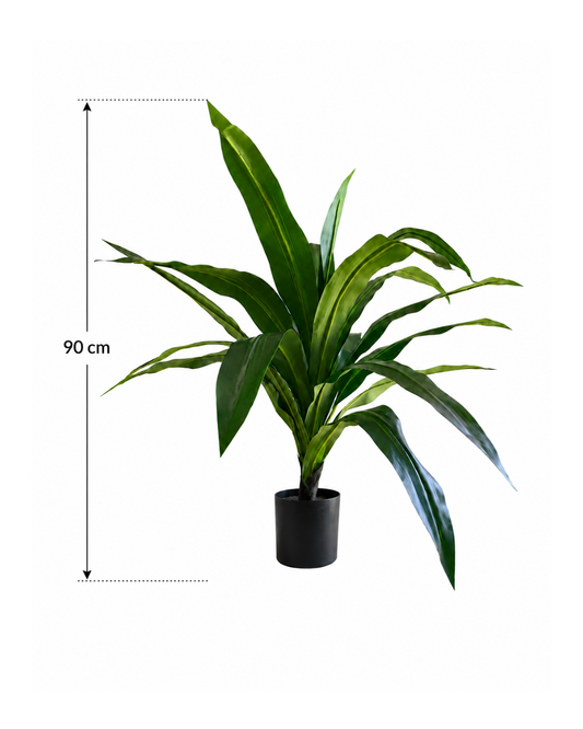 Dracaena Compact Premium — 90 cm
