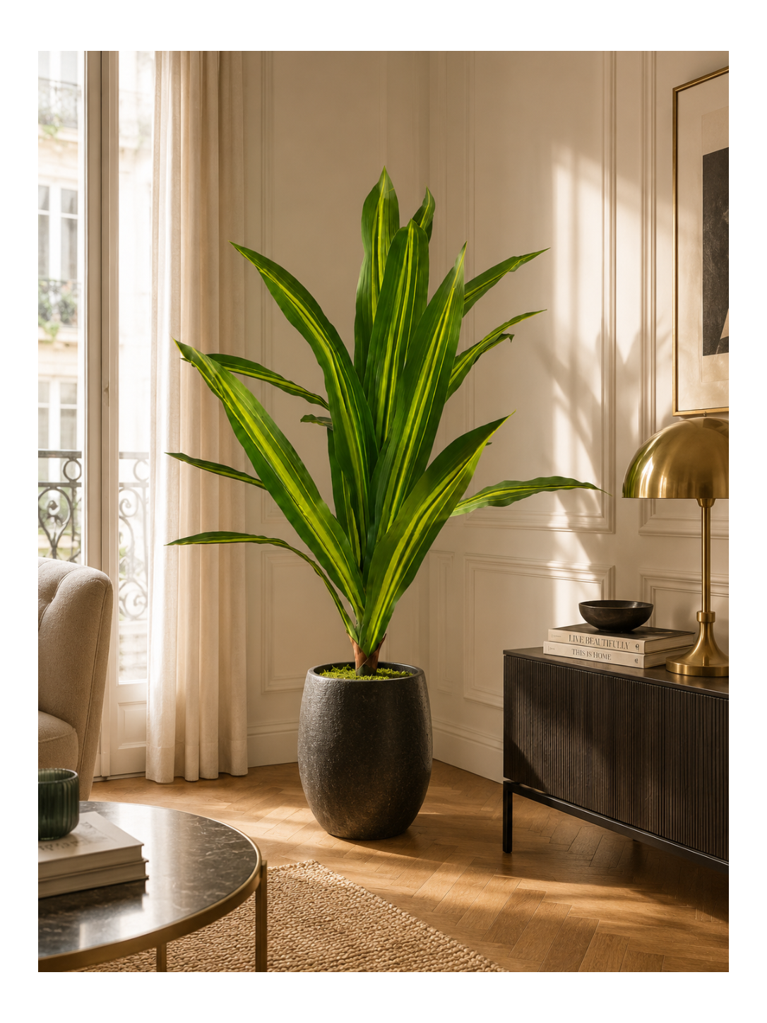 Dracaena Compact Premium — 90 cm