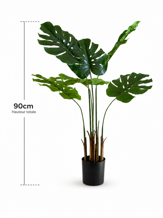 Monstera Deliciosa Premium — 90 cm