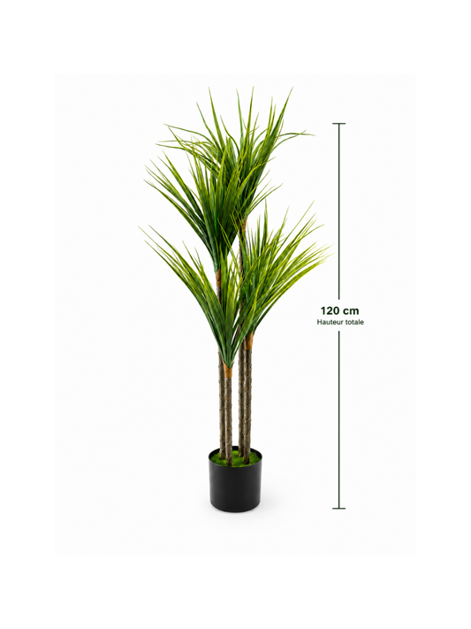Dracaena Buissonnant Premium — 120 cm