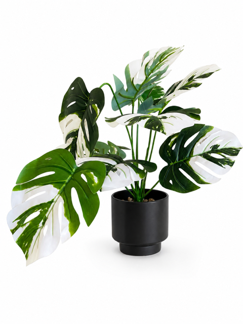 Monstera Panaché