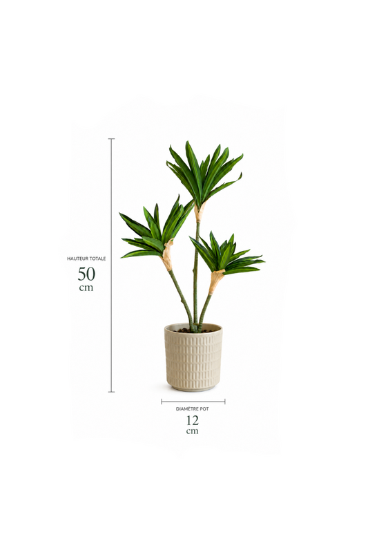 Dracaena Trio — 50 cm