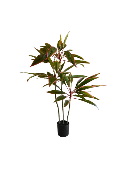 Dracaena Fin Élancé Premium — 90 cm