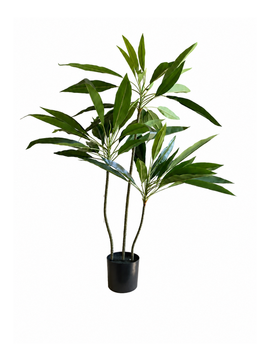 Dracaena Fin Élancé Premium — 90 cm
