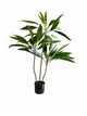 Dracaena Fin Élancé Premium — 90 cm