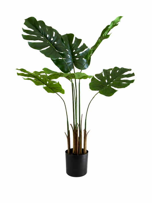 Monstera Deliciosa Premium — 90 cm