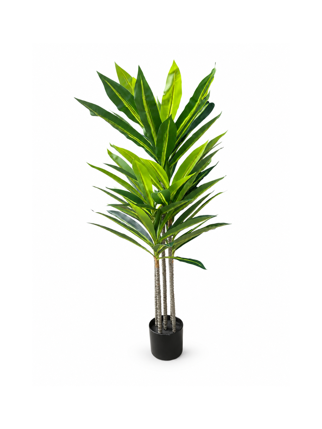 Dracaena élancé Premium - 120 cm