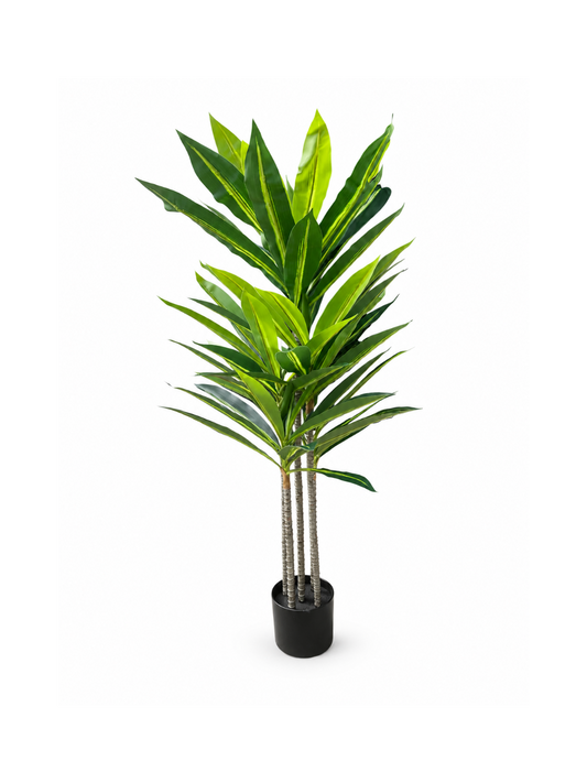Dracaena élancé Premium - 120 cm
