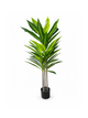 Dracaena élancé Premium - 120 cm