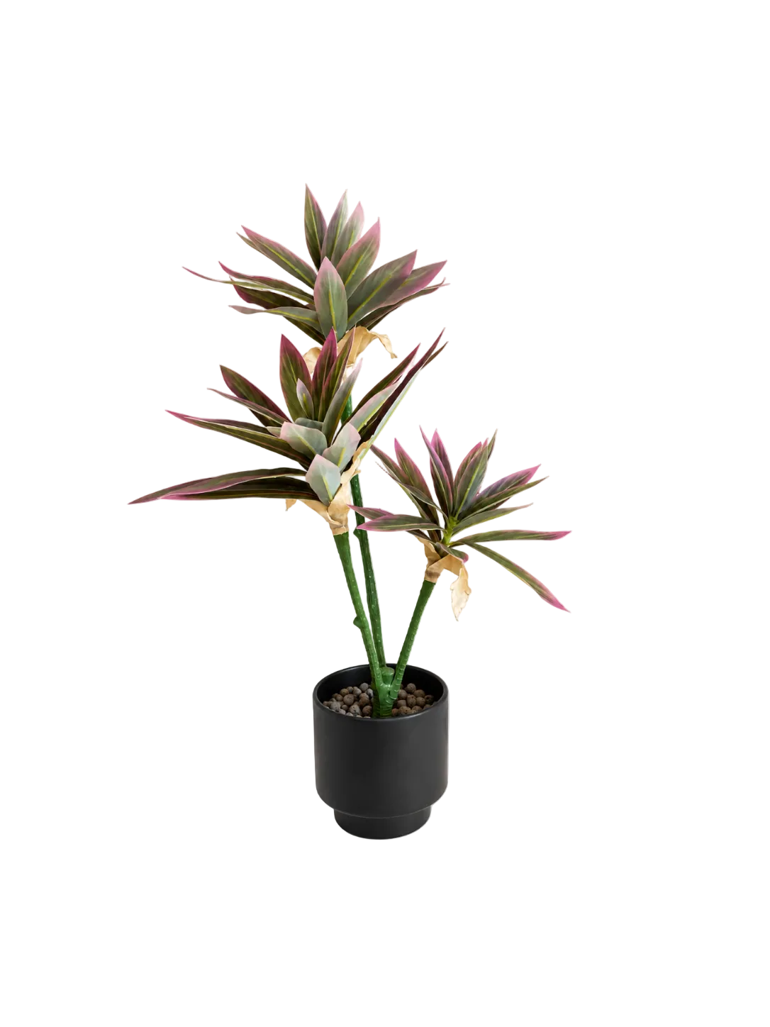 Cordyline Pourpre