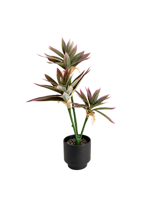 Cordyline Pourpre