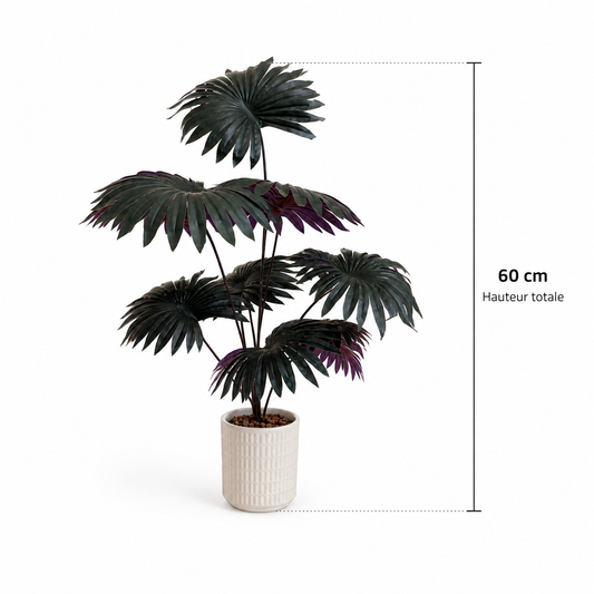 Palmier Eventail Noir — 60cm