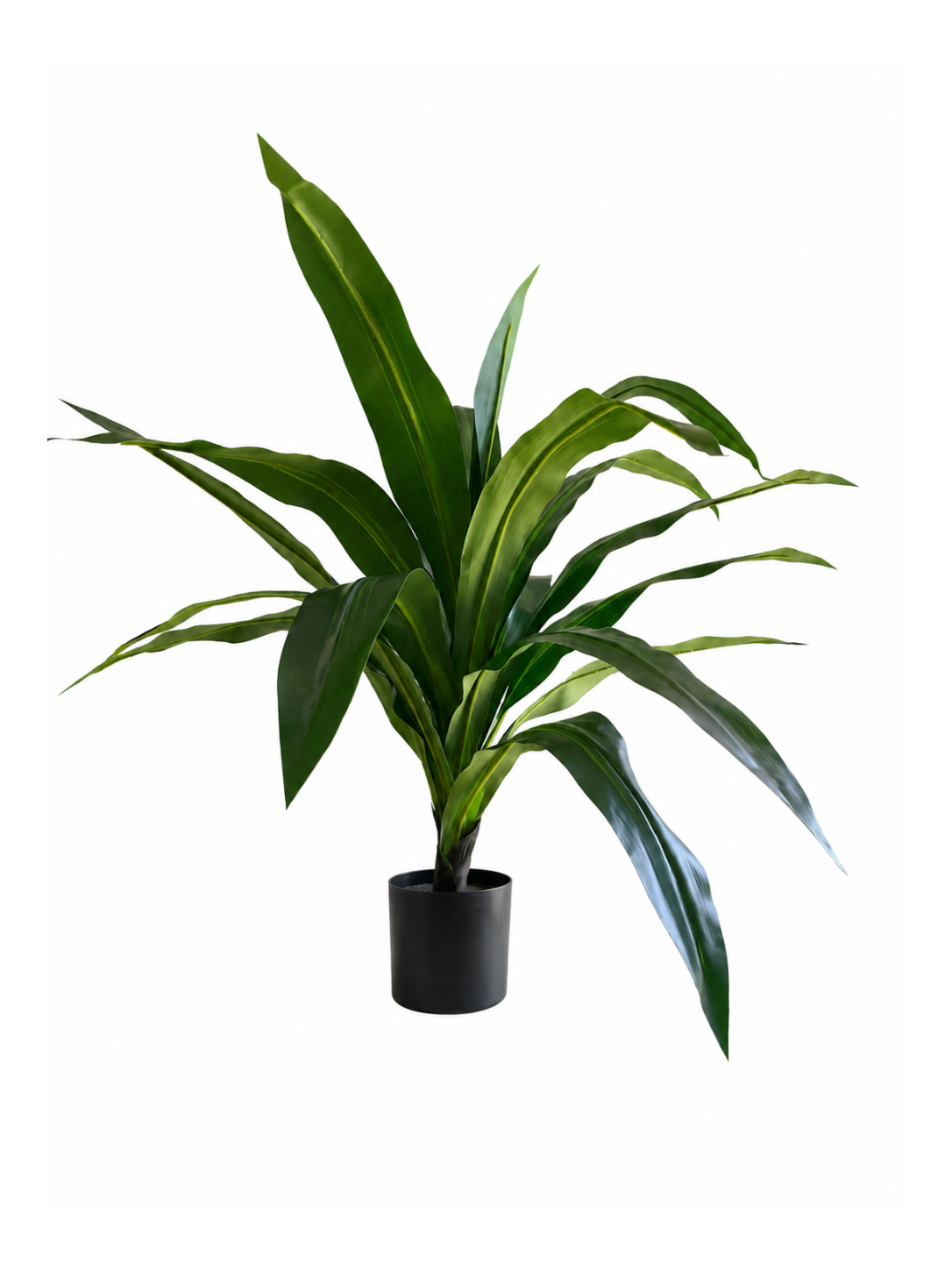 Dracaena Compact Premium — 90 cm