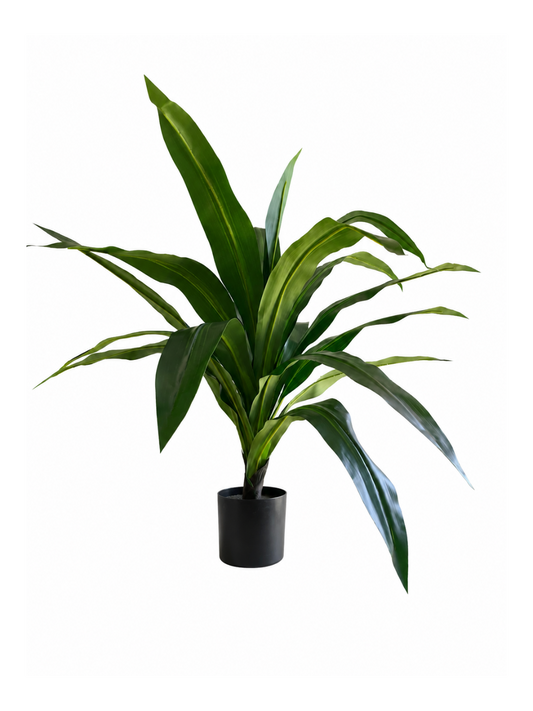 Dracaena Compact Premium — 90 cm