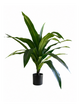 Dracaena Compact Premium — 90 cm