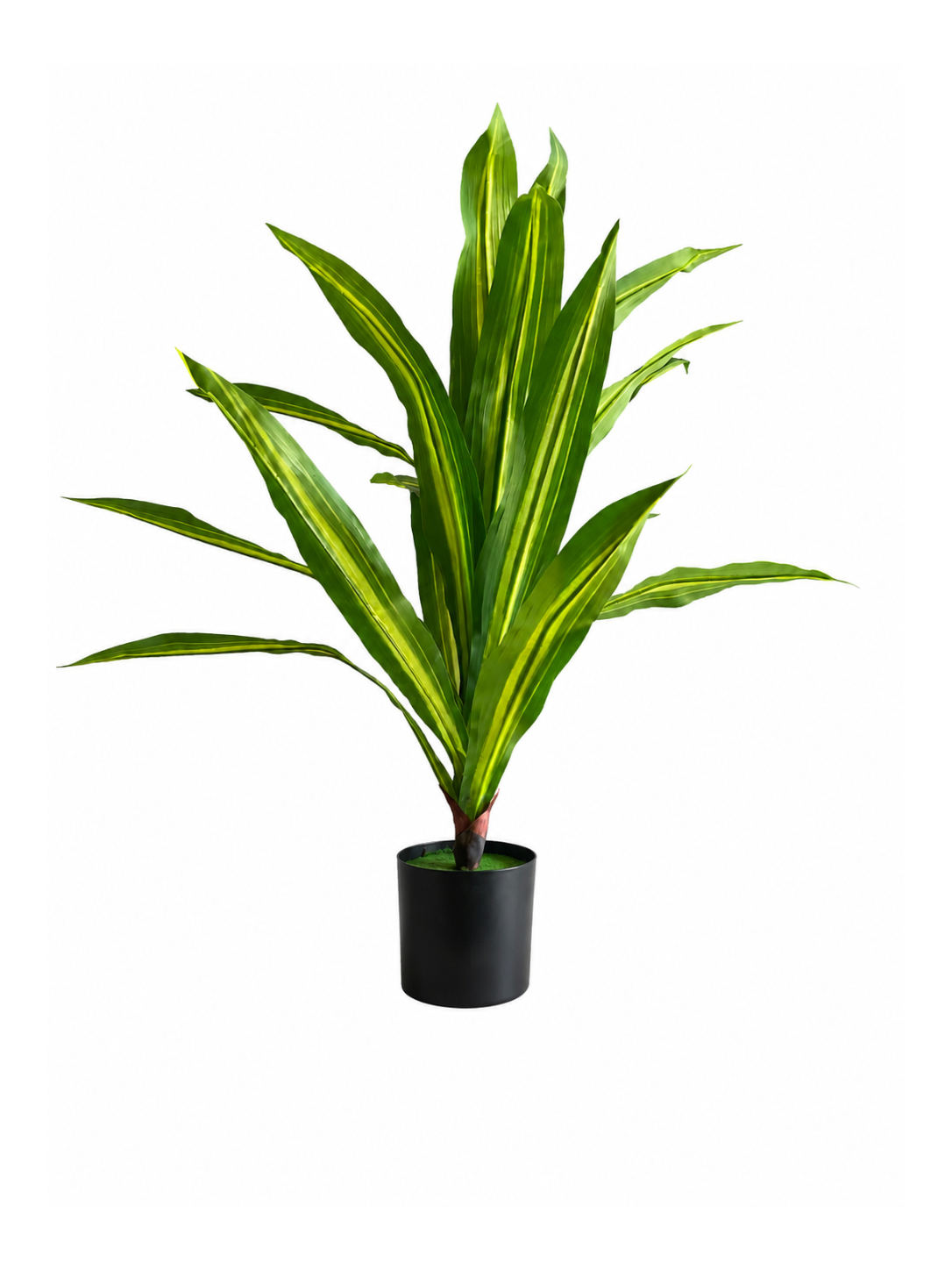 Dracaena Compact Premium — 90 cm