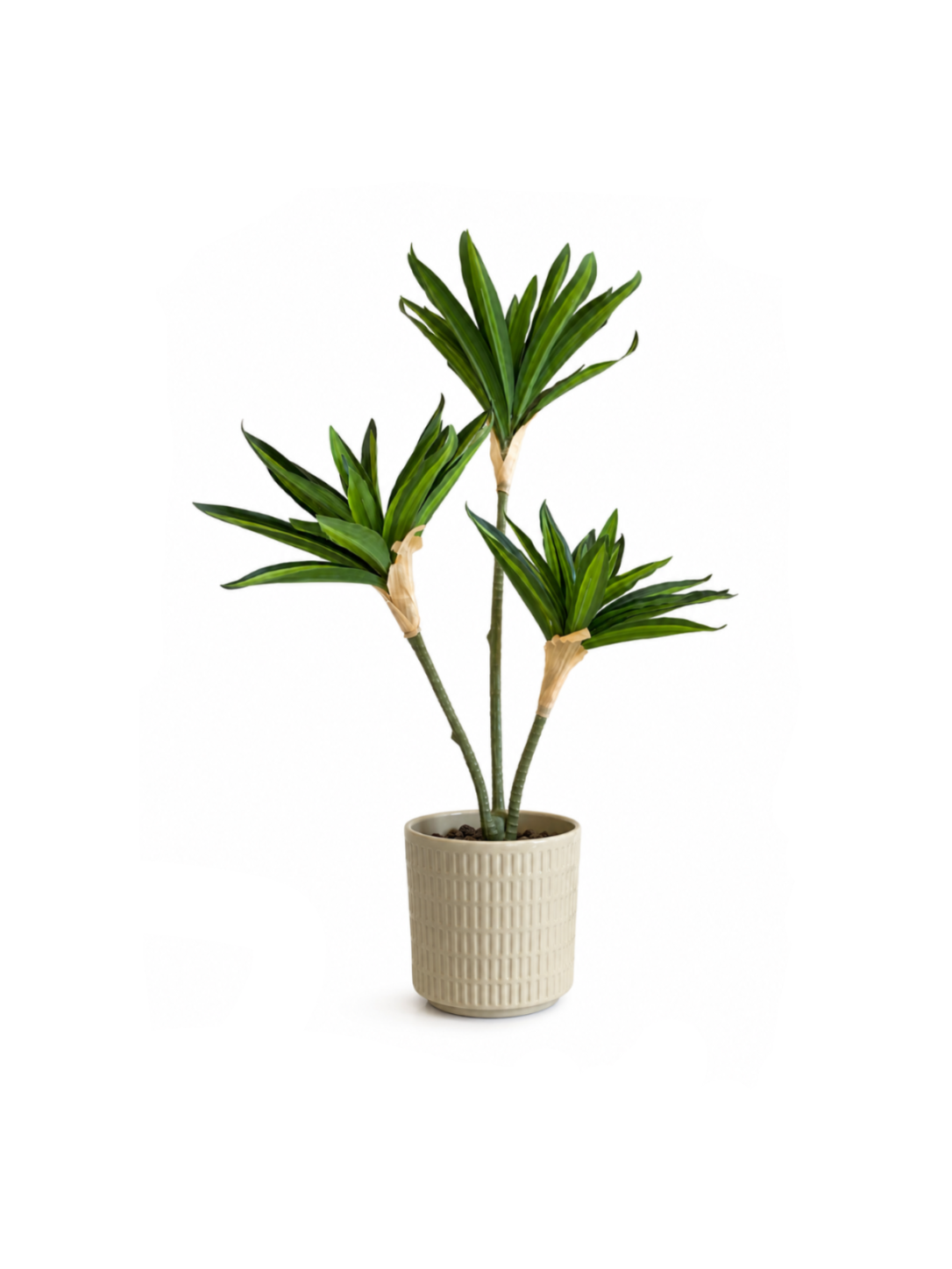 Dracaena Trio — 50 cm