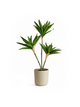 Dracaena Trio — 50 cm