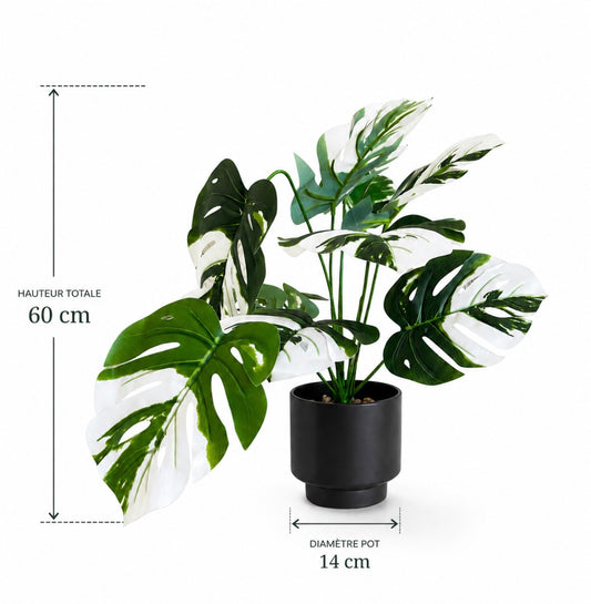 Monstera Panaché