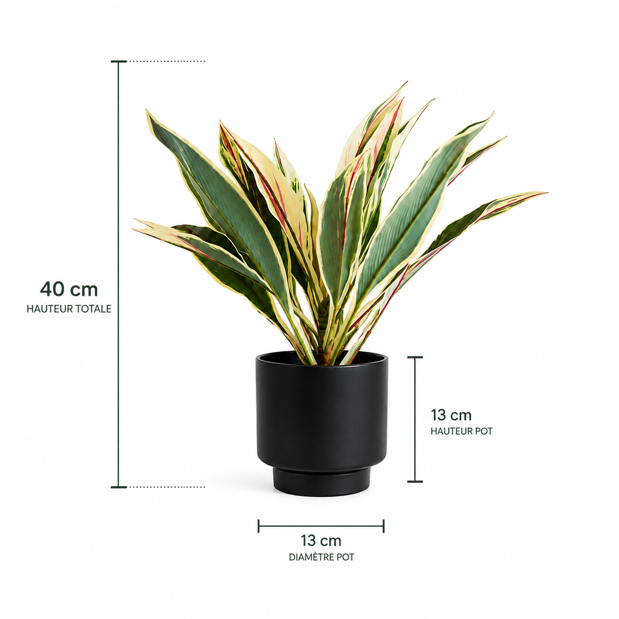 Stromanthe Tricolore — Feuillage Panaché