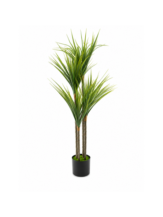 Dracaena Buissonnant Premium — 120 cm