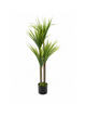 Dracaena Buissonnant Premium — 120 cm