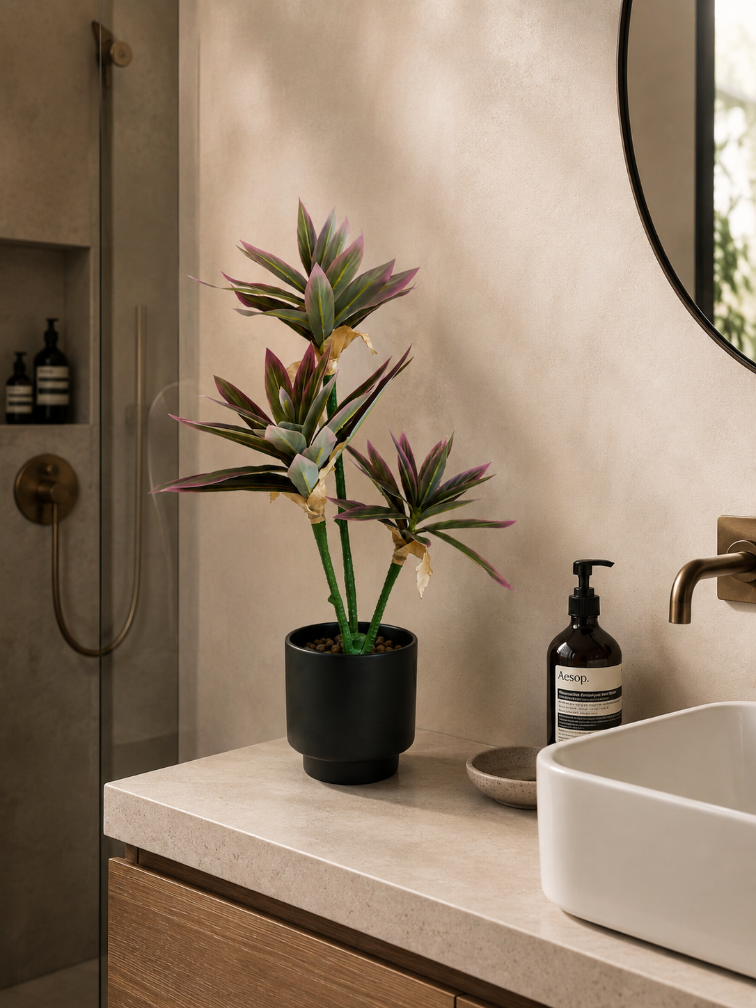 Cordyline Pourpre