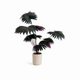 Palmier Eventail Noir — 60cm