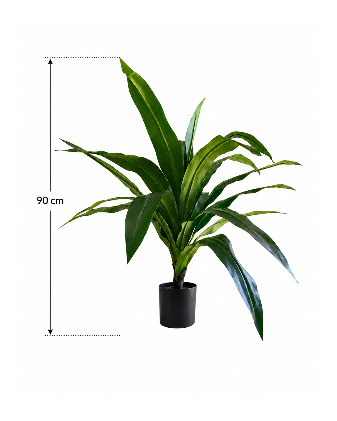Dracaena Compact Premium — 90 cm