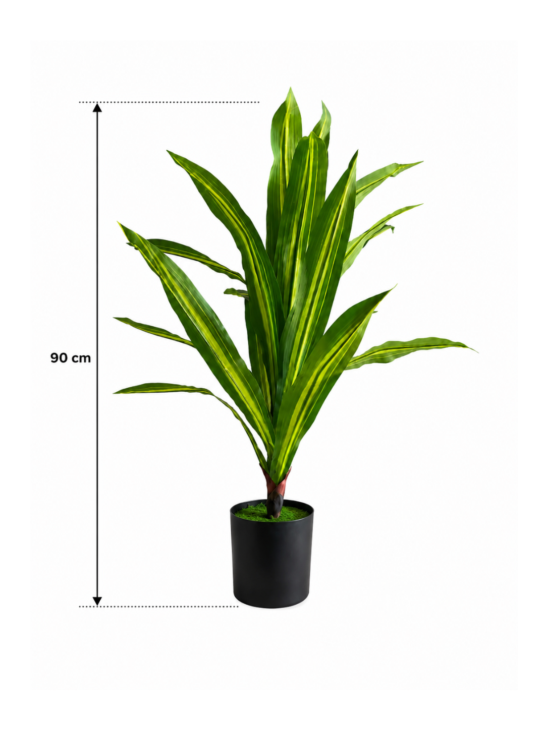 Dracaena Compact Premium — 90 cm