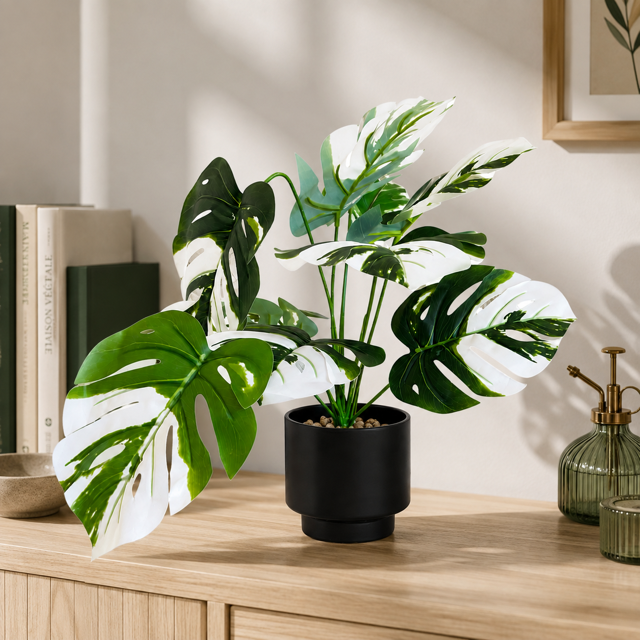 Monstera Panaché
