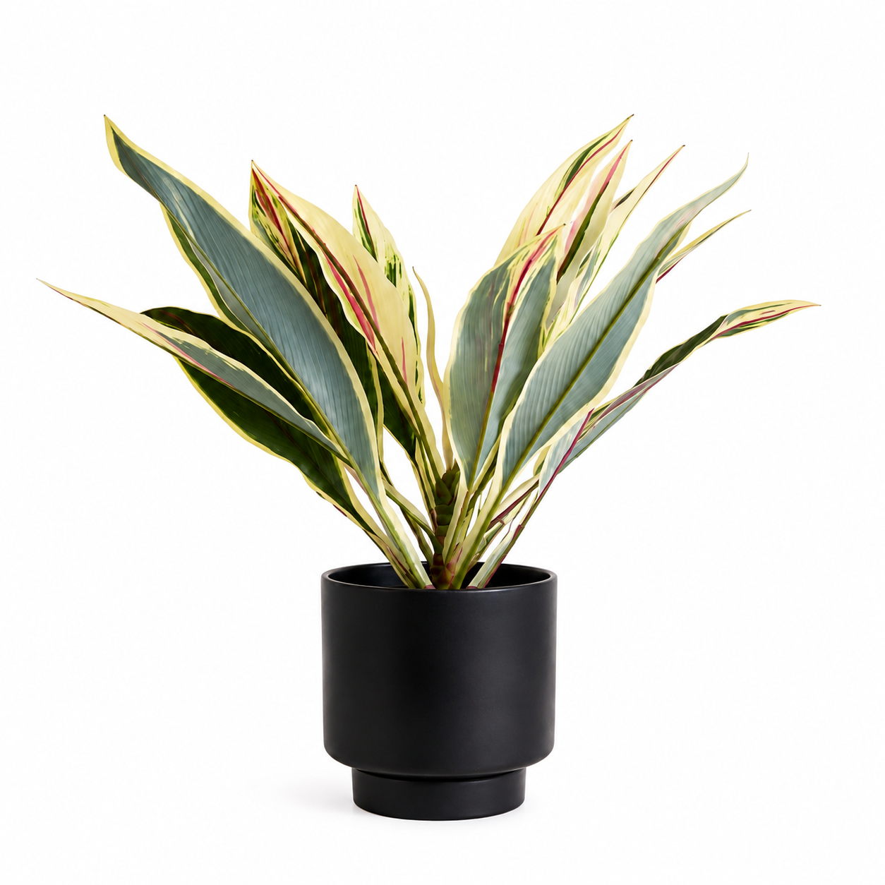 Stromanthe Tricolore — Feuillage Panaché