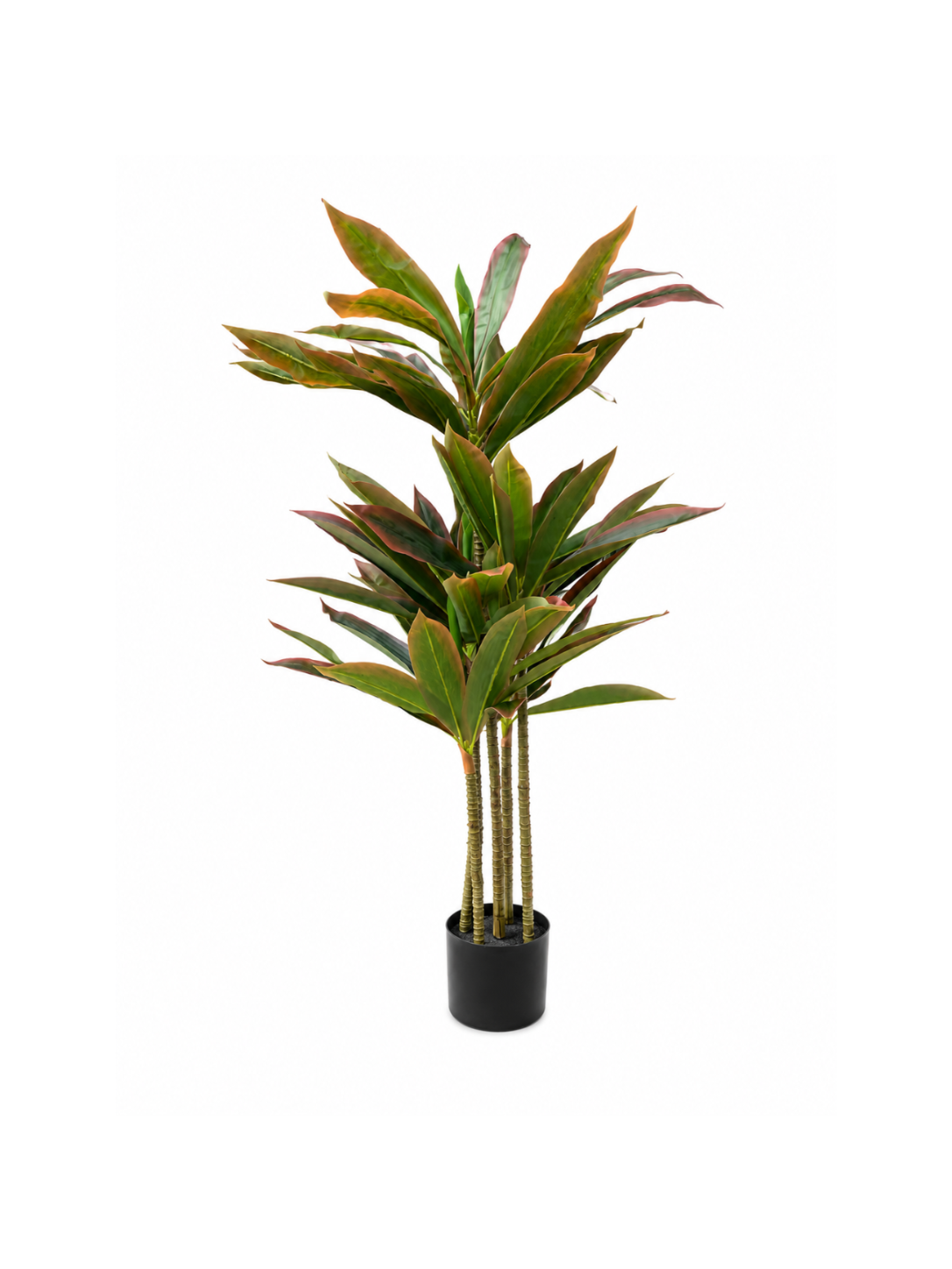 Dracaena Pourpre Premium — 120 cm