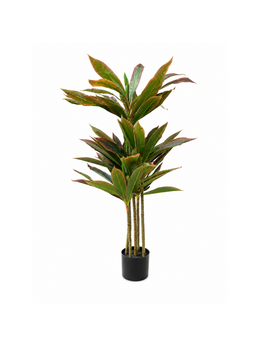Dracaena Pourpre Premium — 120 cm