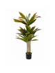 Dracaena Pourpre Premium — 120 cm