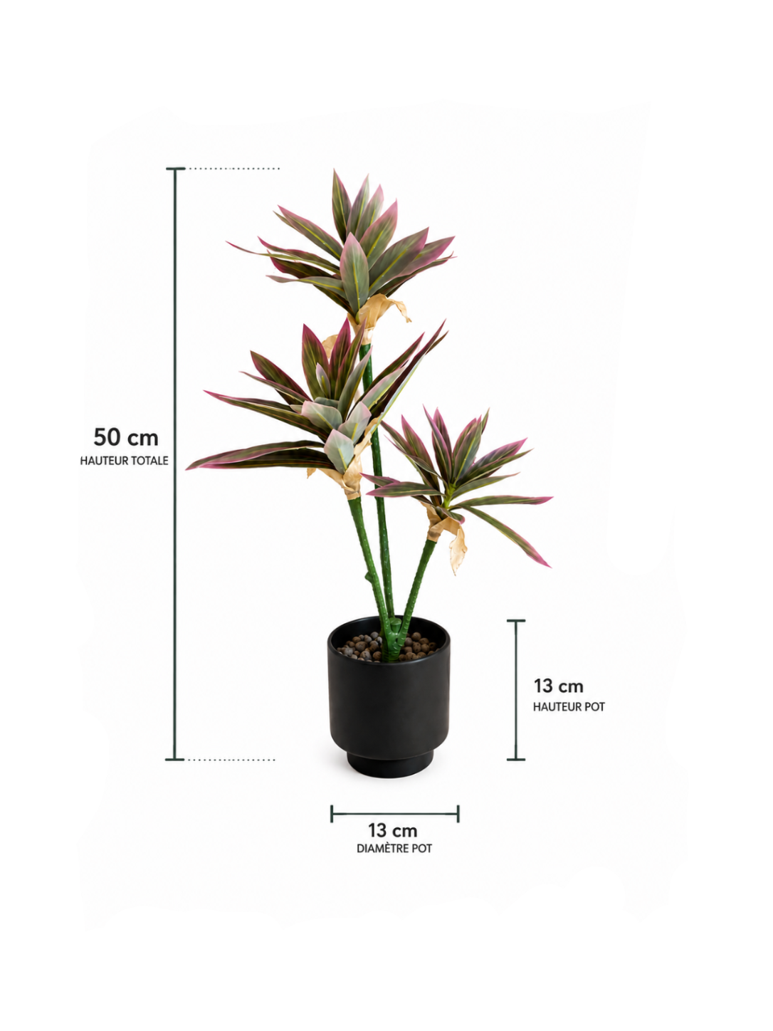 Cordyline Pourpre