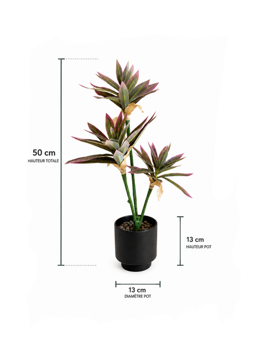 Cordyline Pourpre