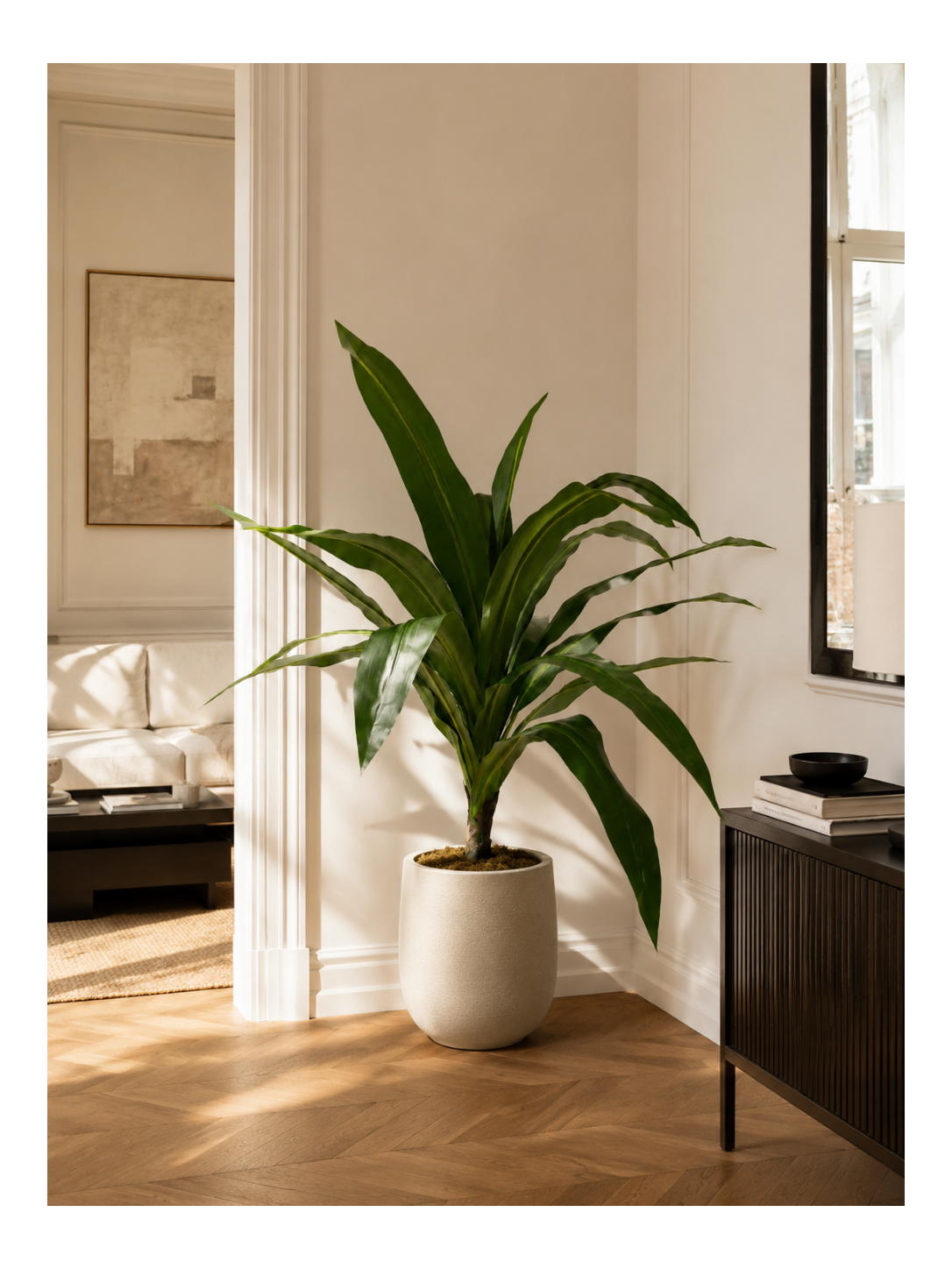 Dracaena Compact Premium — 90 cm
