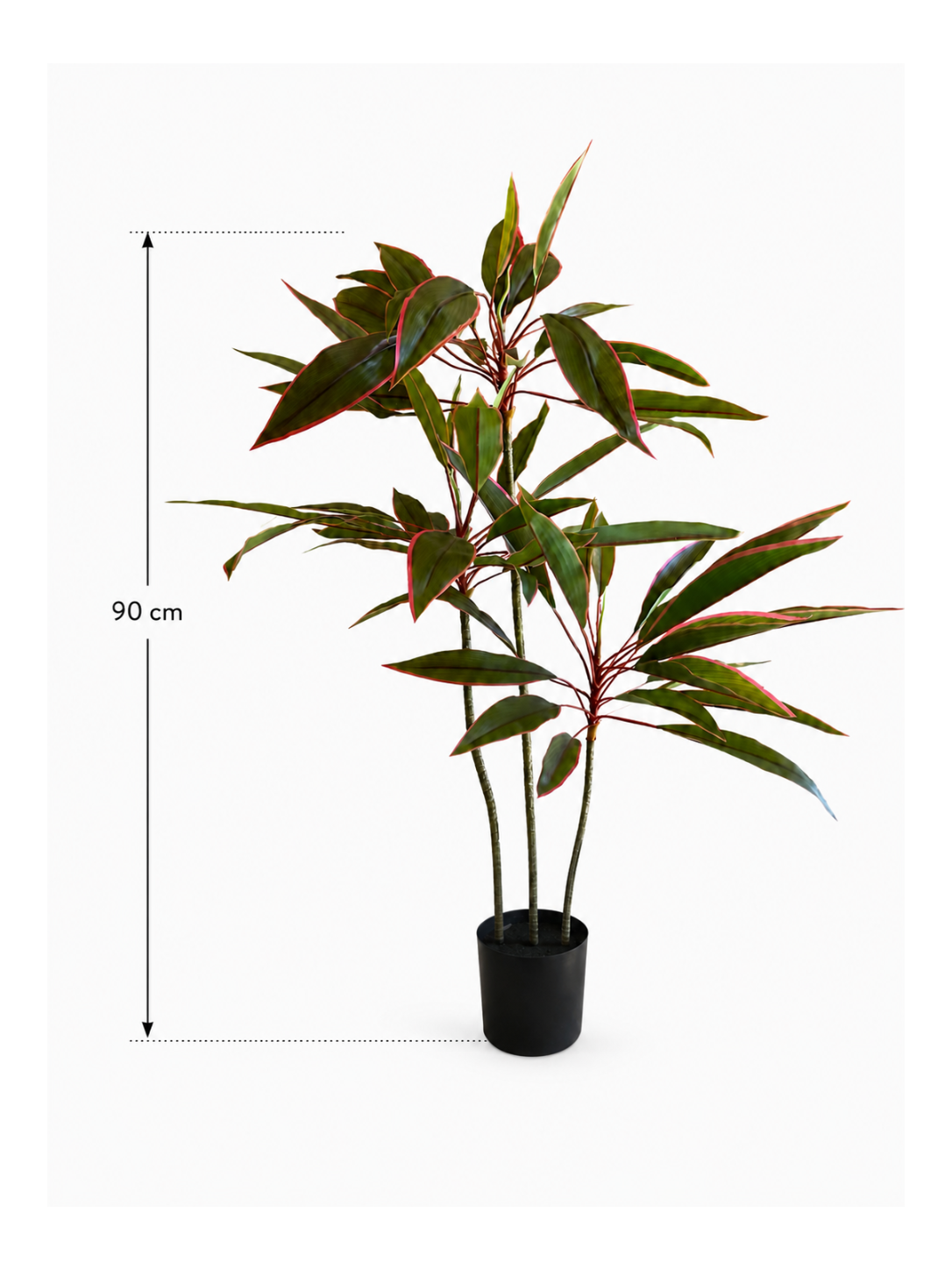 Dracaena Fin Élancé Premium — 90 cm