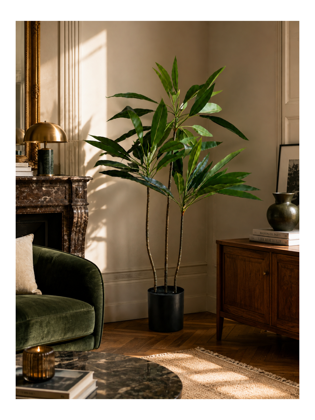 Dracaena Fin Élancé Premium — 90 cm
