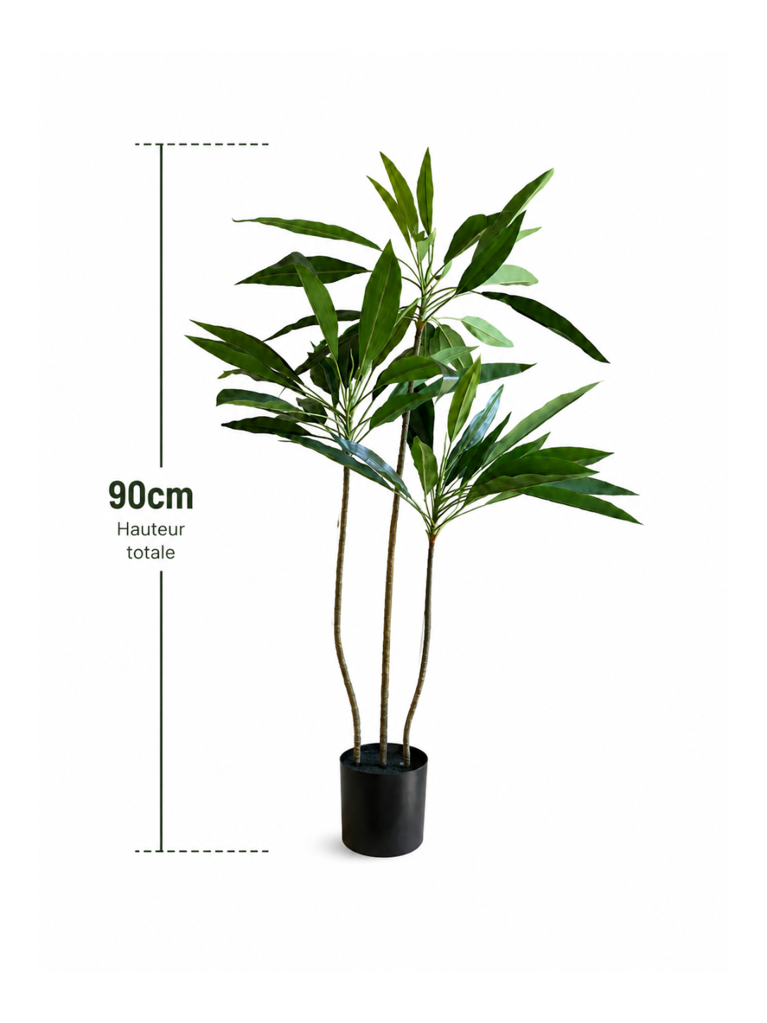 Dracaena Fin Élancé Premium — 90 cm