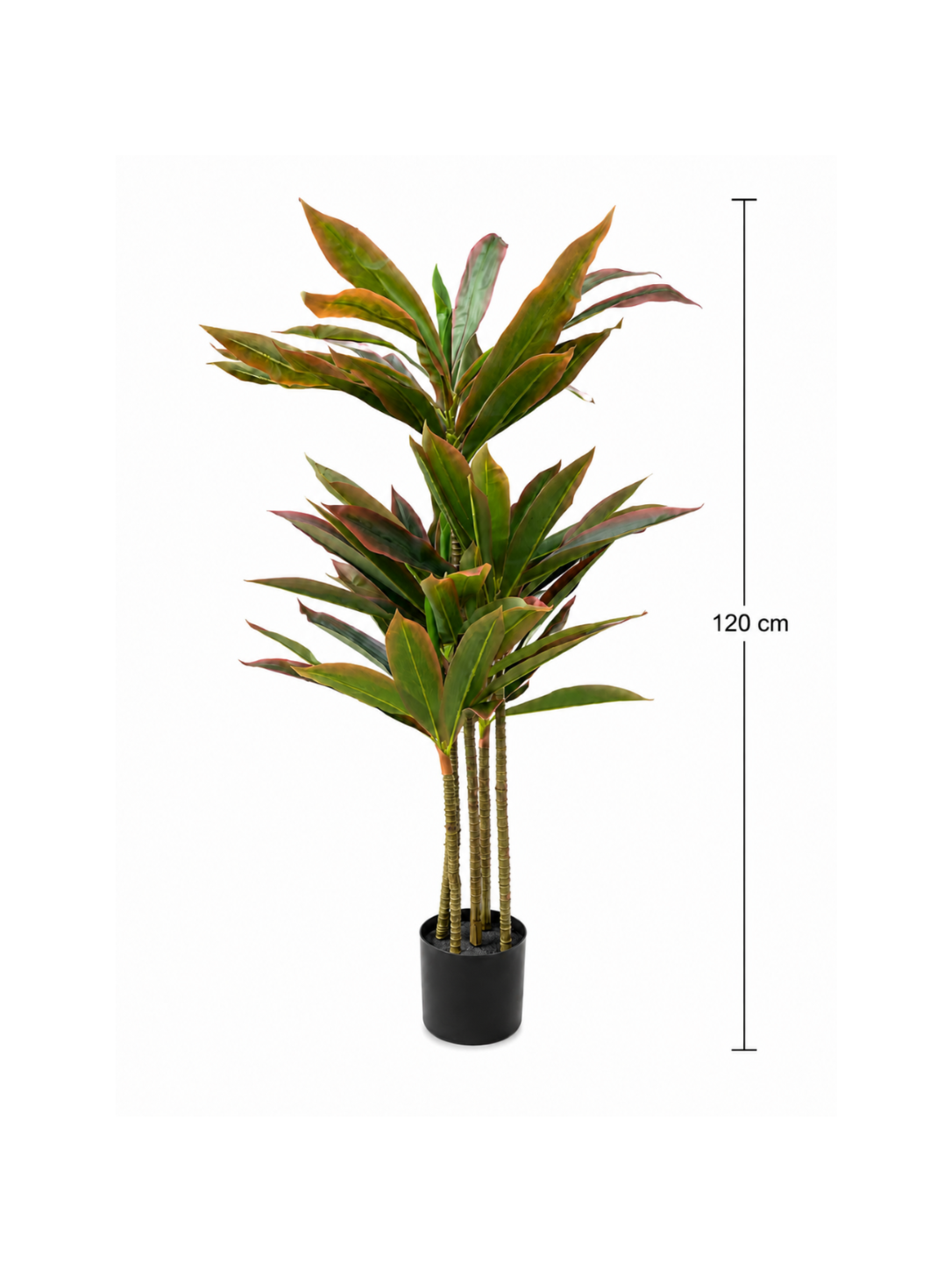 Dracaena Pourpre Premium — 120 cm