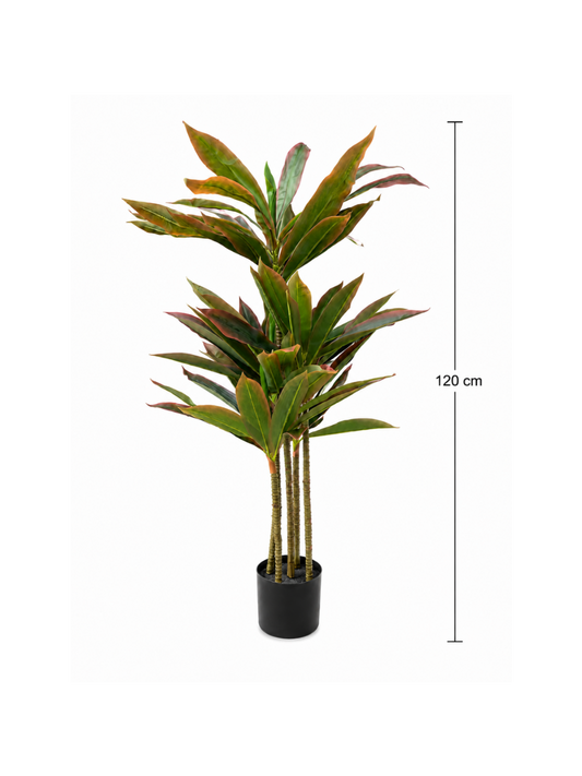 Dracaena Pourpre Premium — 120 cm