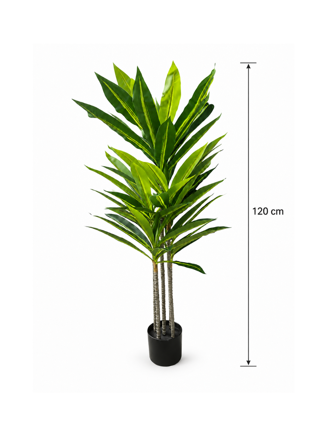 Dracaena élancé Premium - 120 cm