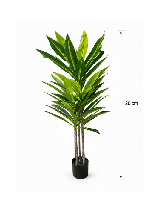 Dracaena élancé Premium - 120 cm