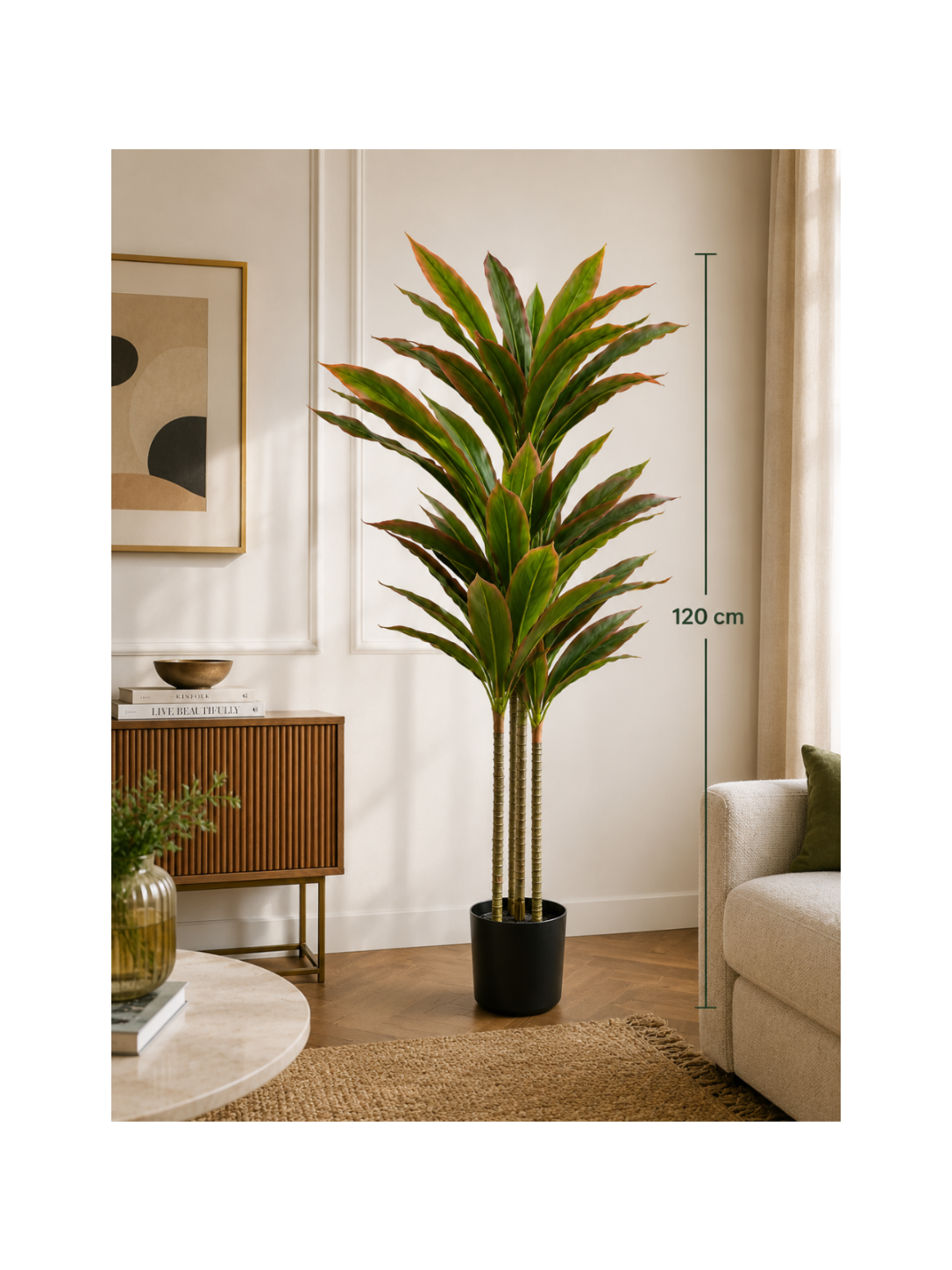 Dracaena Pourpre Premium — 120 cm